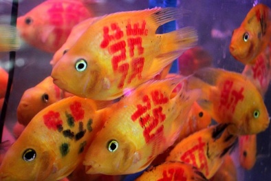 Cá chép Trung Quốc 'xăm chữ' đắt khách